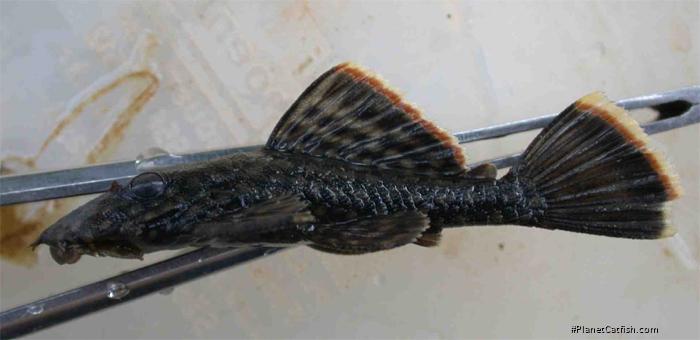 Ancistrus sp. `RIO MADEIRA`