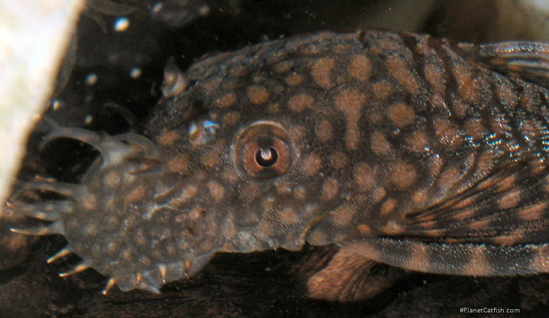 Ancistrus sp. `RIO PARAGUAY`