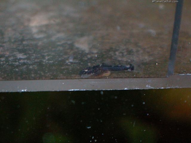 Ancistrus sp. `RIO TOCANTINS`