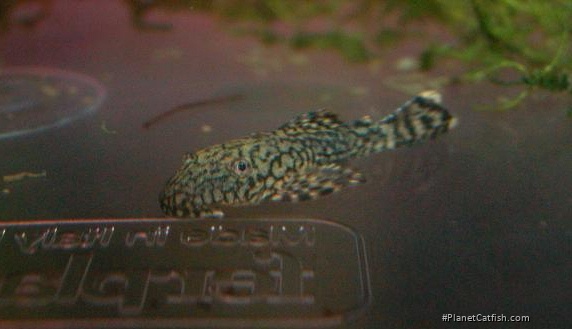 Ancistrus sp. `RIO TOCANTINS`