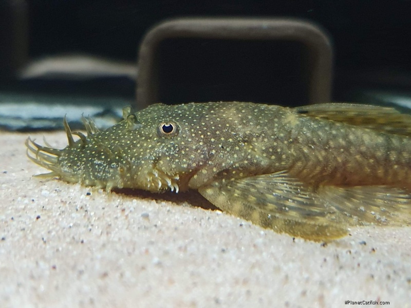Ancistrus sp. `RIO TOCANTINS II`