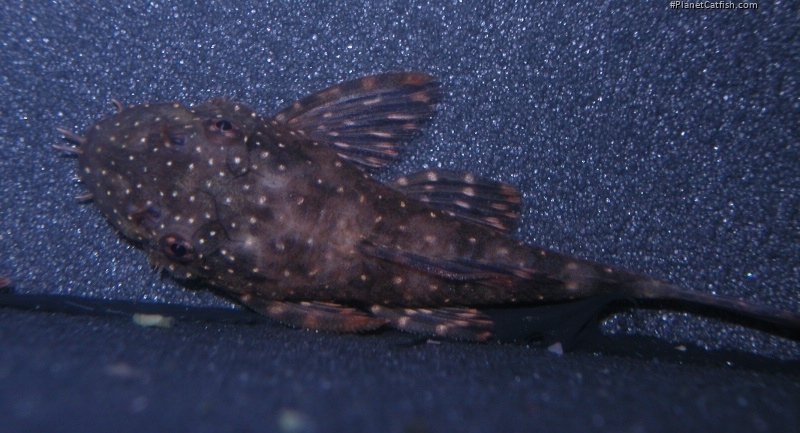 Ancistrus sp. `RIO UCAYALI`