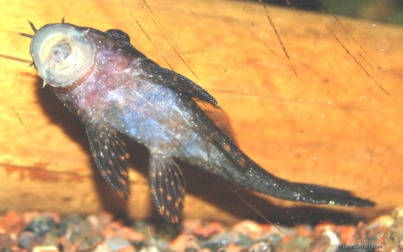 Ancistrus sp. `RIO UCAYALI`
