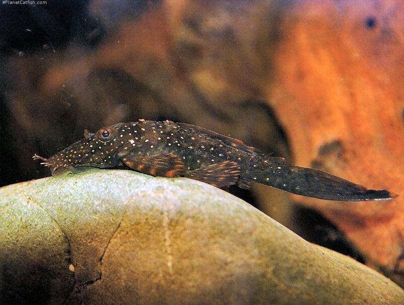 Ancistrus sp. `RIO UCAYALI`