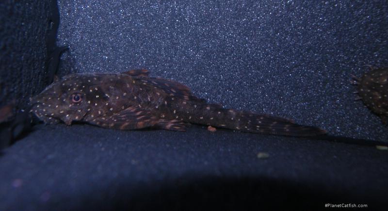 Ancistrus sp. `RIO UCAYALI`