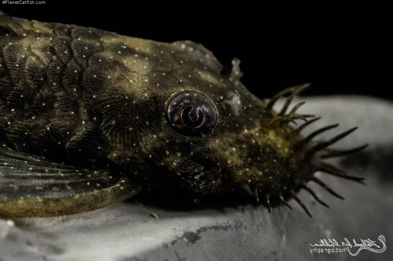 Ancistrus sp. (L100)