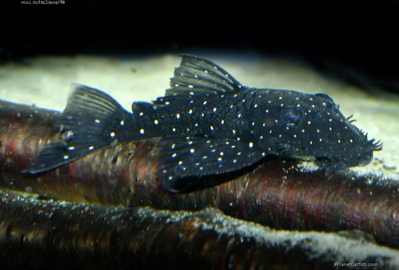 Ancistrus sp. (L107)