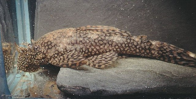 Ancistrus tamboensis