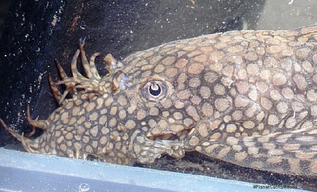 Ancistrus tamboensis