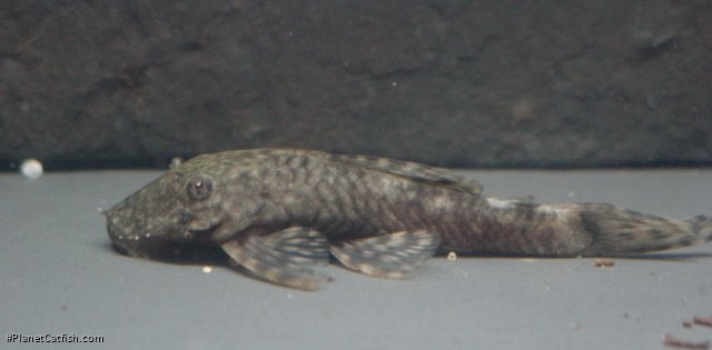 Ancistrus triradiatus