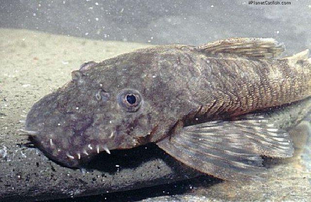 Ancistrus triradiatus