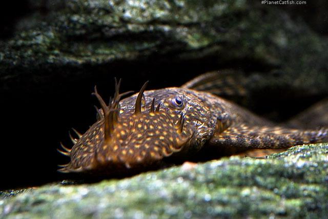 Ancistrus triradiatus