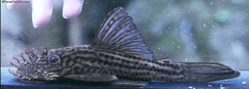 Ancistrus yanesha