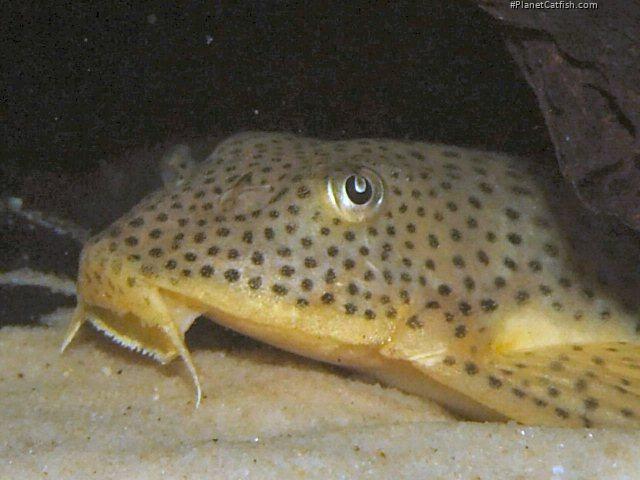 Aphanotorulus ammophilus