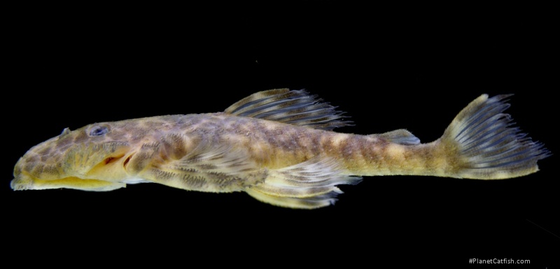 Avalithoxus jantjae