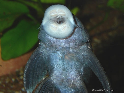 Baryancistrus beggini