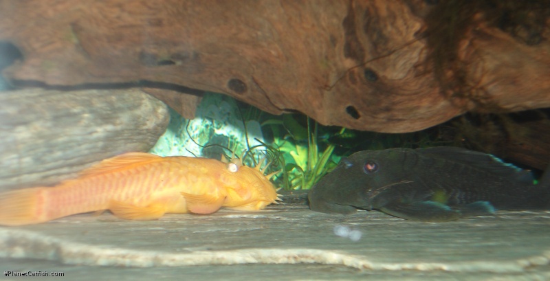 Baryancistrus beggini