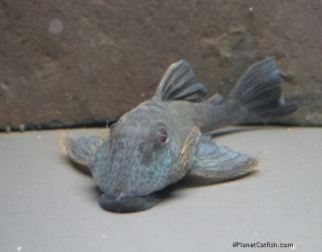 Baryancistrus beggini