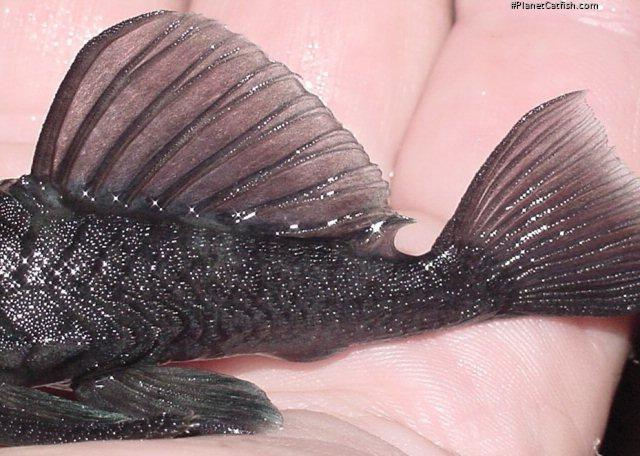 Baryancistrus beggini