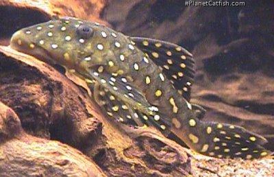 Baryancistrus cf. niveatus