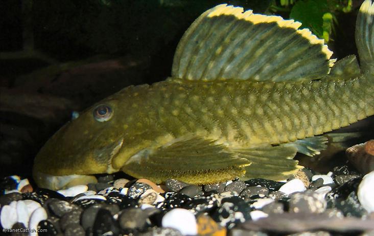 Baryancistrus chrysolomus