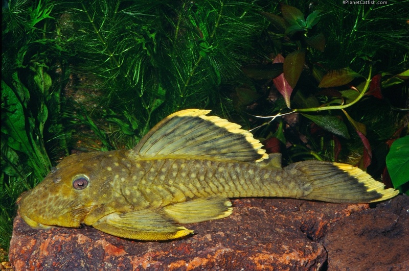 Baryancistrus chrysolomus