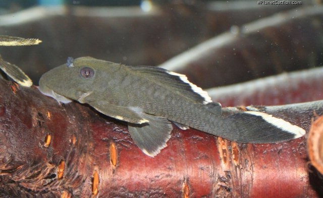 Baryancistrus chrysolomus