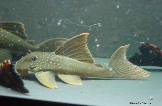 Baryancistrus demantoides