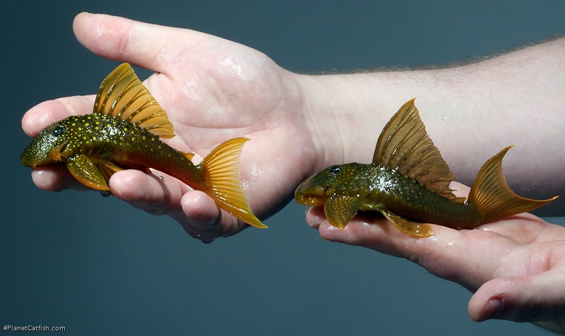 Baryancistrus demantoides