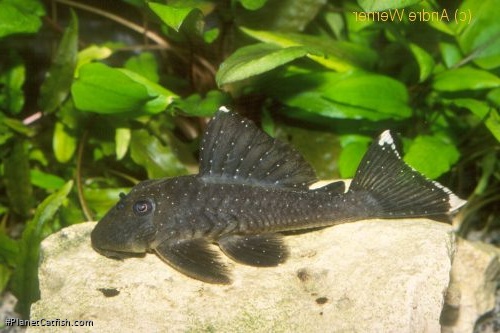 Baryancistrus hadrostomus