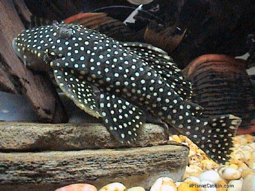 Baryancistrus sp. (L003)