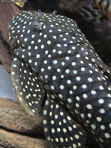 Baryancistrus sp. (L003)