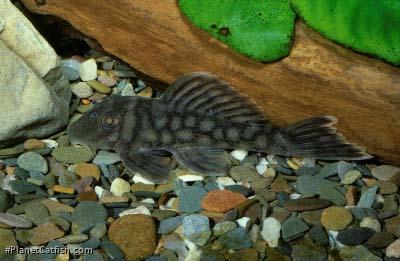 Baryancistrus sp. (L019)
