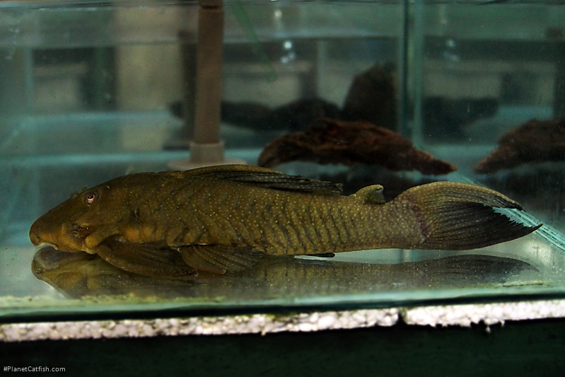 Baryancistrus sp. (L084)