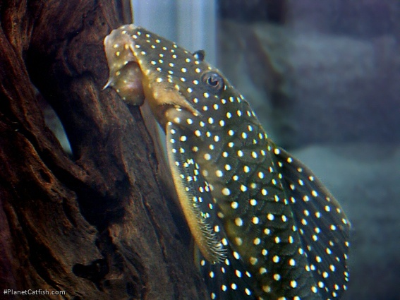 Baryancistrus sp. (L142)