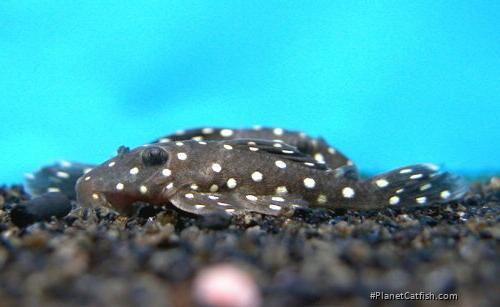 Baryancistrus sp. (L142)