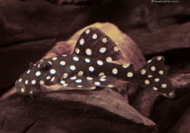 Baryancistrus sp. (L142)