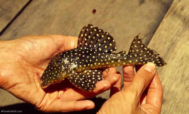 Baryancistrus sp. (L142)