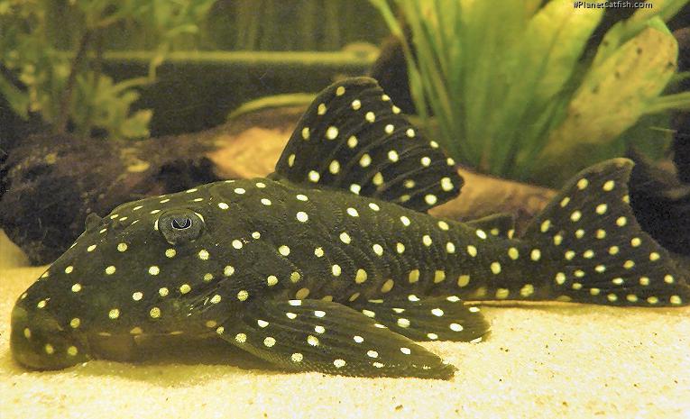 Baryancistrus sp. (L142)