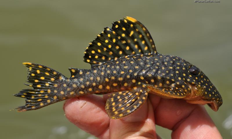 Baryancistrus xanthellus - PlanetCatfish.com