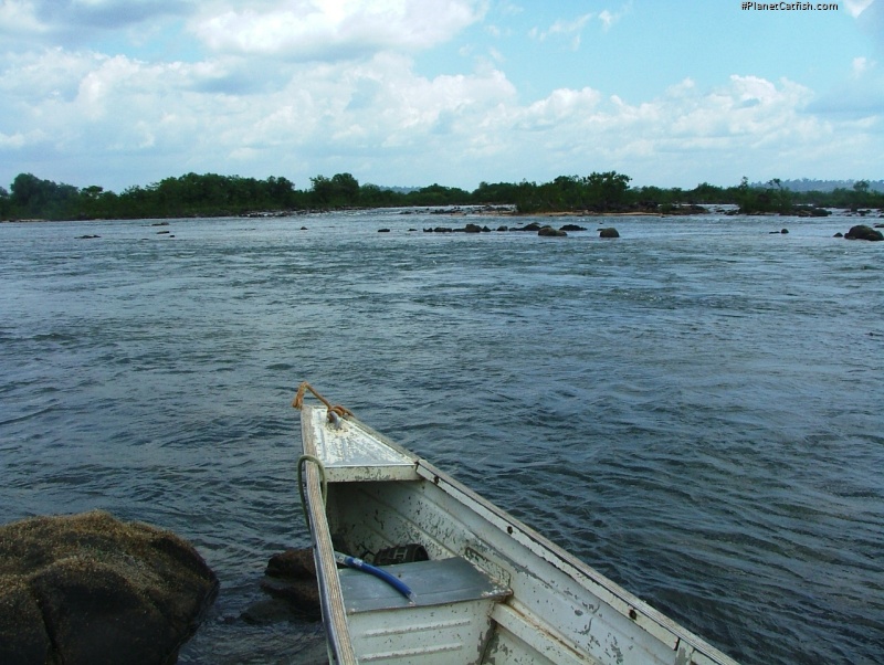 Baryancistrus xanthellus