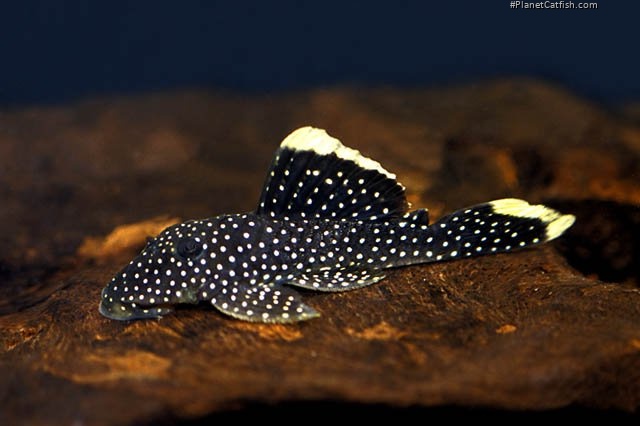 Baryancistrus xanthellus