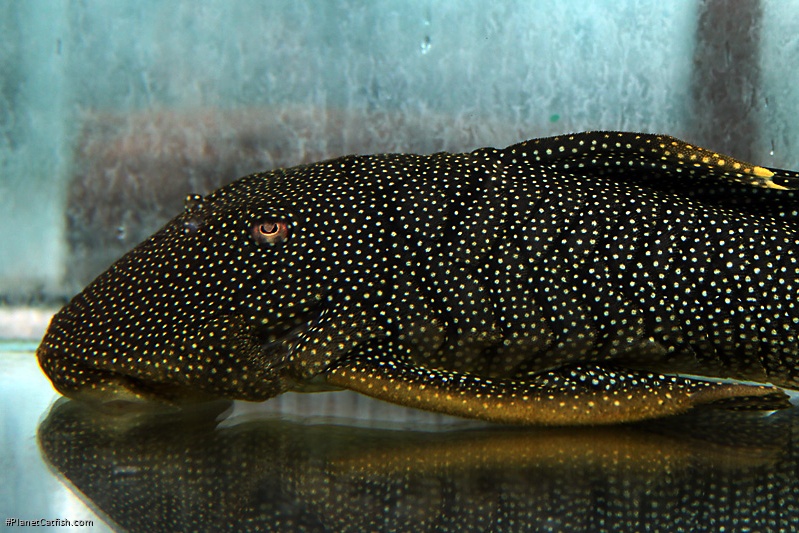 Baryancistrus xanthellus