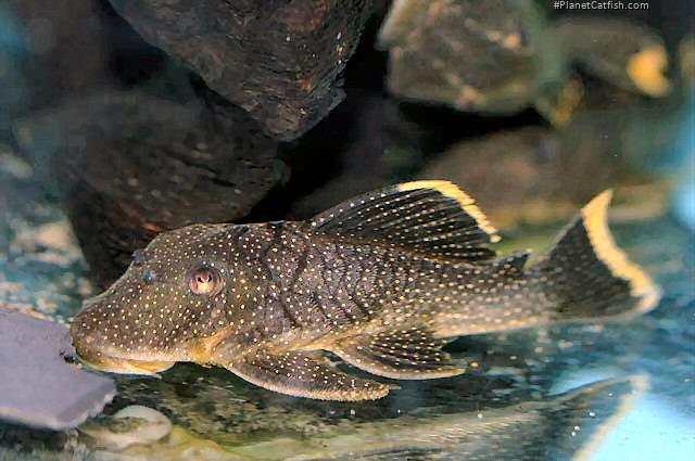 Baryancistrus xanthellus