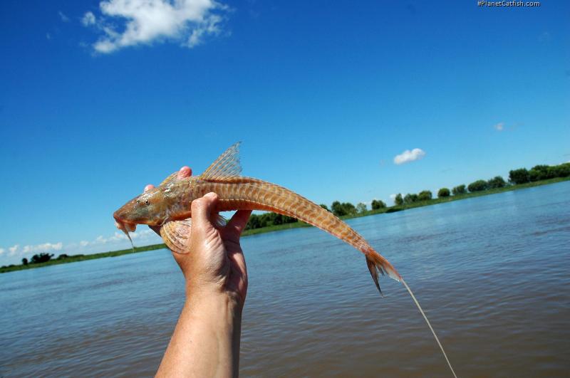 Brochiloricaria chauliodon