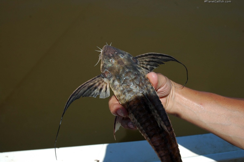 Brochiloricaria chauliodon