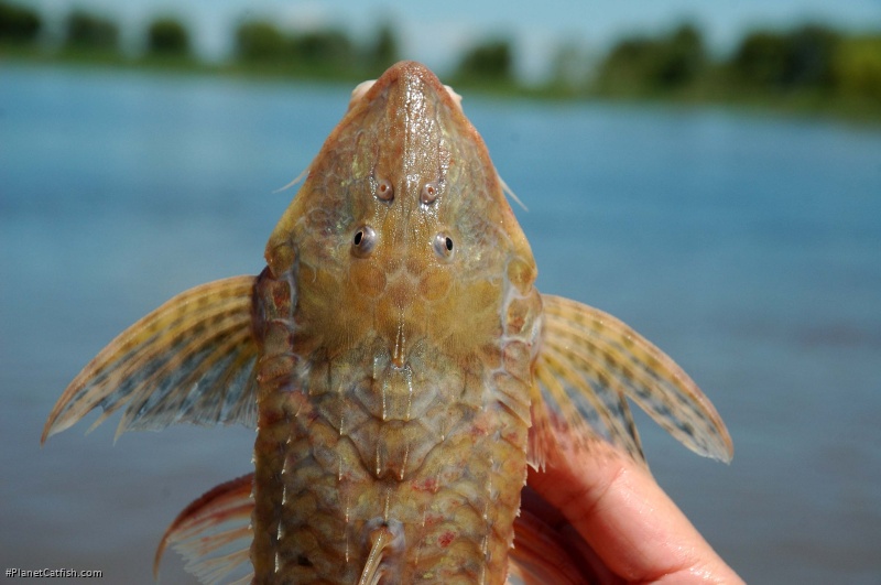 Brochiloricaria chauliodon