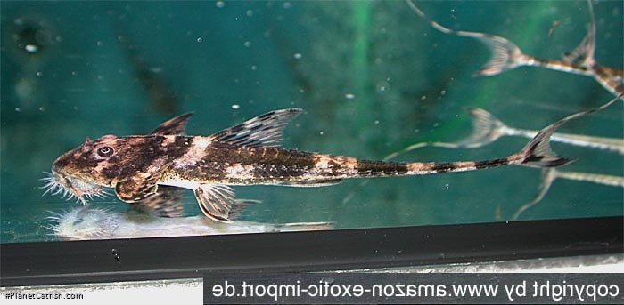 Brochiloricaria macrodon