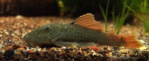Chaetostoma aff. lineopunctatum