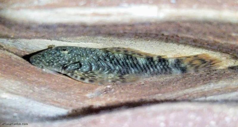 Chaetostoma aff. microps